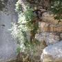 Canyon du Gours du Ray le 06 07-25