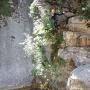 Canyon du Gours du Ray le 06 07-26