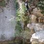 Gours du Ray 23 juillet-84