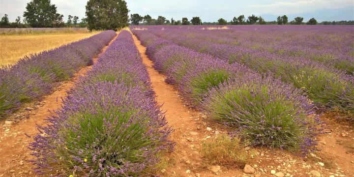 Les Alpes de Haute-Provence, son patrimoine culturel et naturel